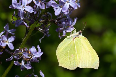 Gonepteryx rhamni (žluťásek řešetlákový)