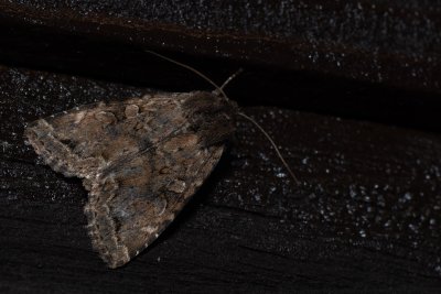 Apterogenum ypsillon (blýskavka lužní)