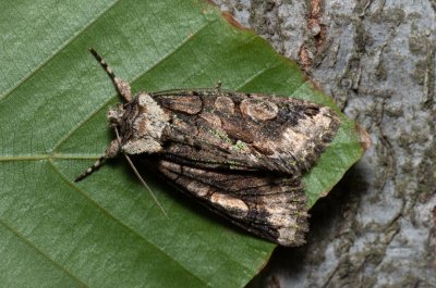 Allophyes oxyacanthae (pestroskvrnka hlohová)