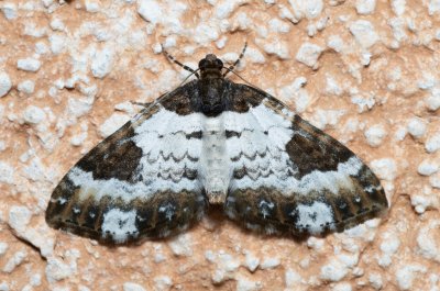 Melanthia procellata (píďalka doubravní)