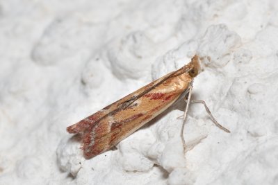 Ancylosis cinnamomella (-)