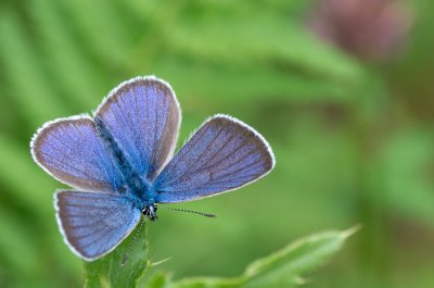 modrásek lesní