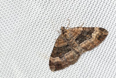 Xanthorhoe biriviata (píďalka netýkavková)