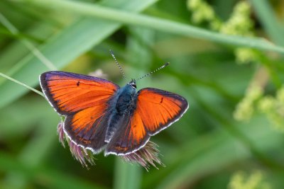 Lycaena hippothoe (ohniváček modrolemý)