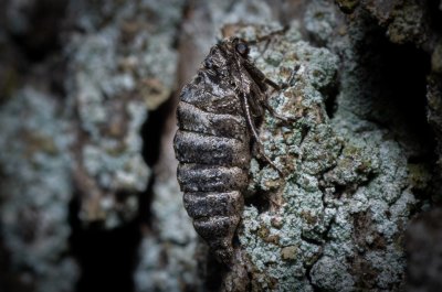 Agriopis leucophaearia (tmavoskvrnáč dubový)
