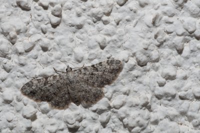 Eupithecia semigraphata (píďalička pamětníková)