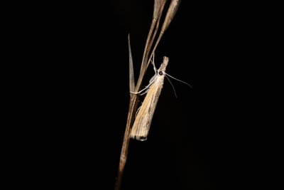 Agriphila inquinatella (-)