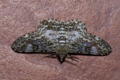 Cleora propulsaria (-)