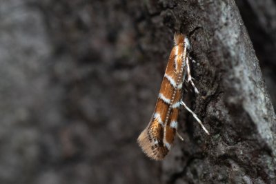 Cameraria ohridella (klíněnka jírovcová)