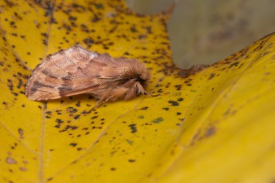 Ptilophora plumigera (hřbetozubec javorový), PR Kamenný vrch