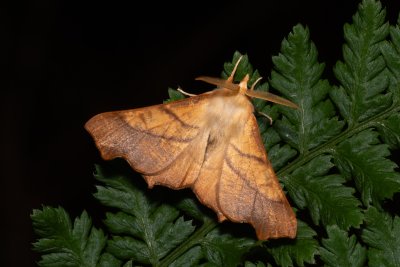 Ennomos fuscantaria (zejkovec jasanový)