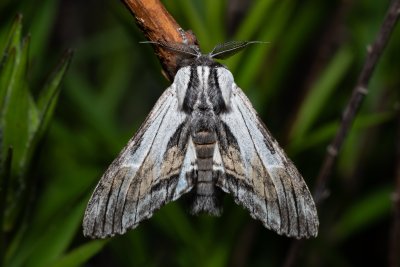 Harpyia milhauseri (hřbetozubec Milhauserův)