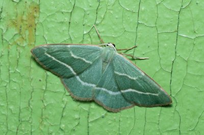 Hylaea fasciaria (běločárník smrkový)