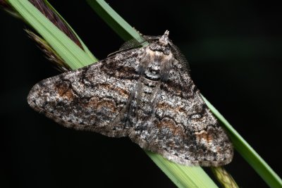 Cleora cinctaria (různorožec vřesový), Lanžhot
