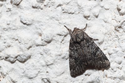 Evisa schawerdae (-)