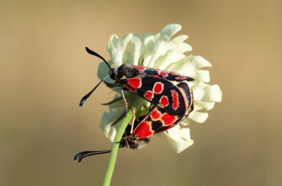 Zygaena carniolica (vřetenuška ligrusová)
