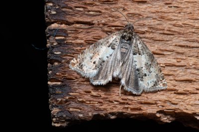 Epiblema scutulana (-)