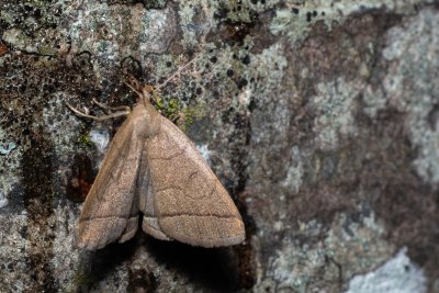 Herminia tarsipennalis (žlutavka hnědožlutá)