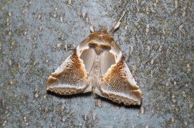 Habrosyne pyritoides (můřice bělopásná)