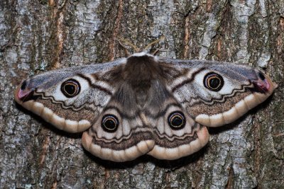 Saturnia pavoniella (martináč podobný)