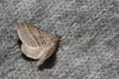 Phibalapteryx virgata (vlnočárník šerokřídlý)