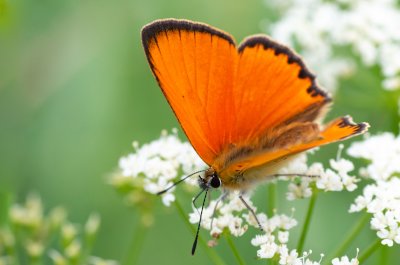 Lycaena virgaureae (ohniváček celíkový)