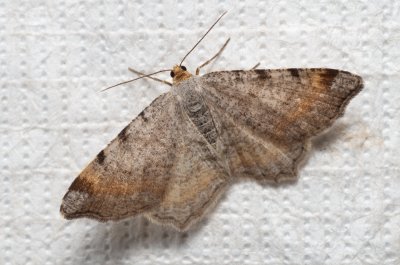Macaria liturata (kropenatec sosnový)