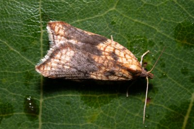 Acleris rhombana (-)