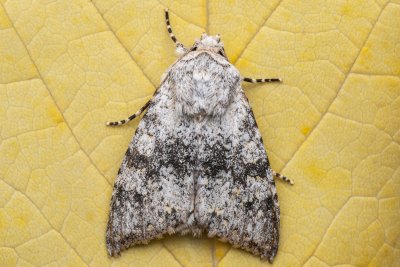 Polymixis xanthomista (pestroskvrnka podzimní)