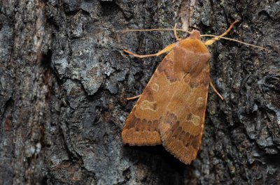 Agrochola helvola (polnice hnědá)