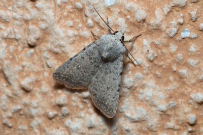 Caradrina sp.