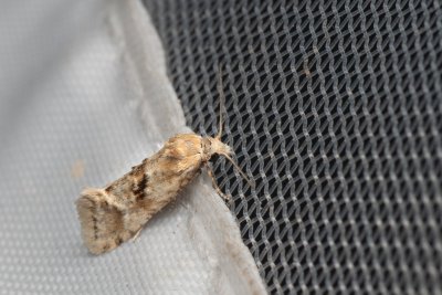 Cochylimorpha straminea (obalečík suchomilný)