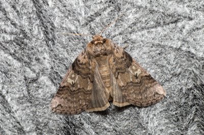 Tethea or (můřice obecná)