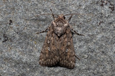 Dichagyris forcipula (osenice šedokřídlá)