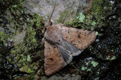 Orthosia cruda (jarnice menší)