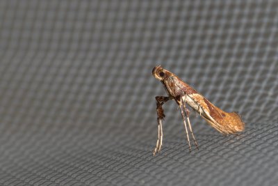 Caloptilia hemidactylella (-)