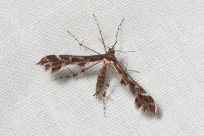 Oxyptilus parvidactyla (pernatuška drobnokřídlá)