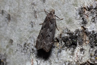 Anacampsis populella (-)