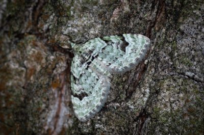 Chloroclystis v-ata (píďalička zelená)