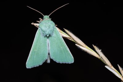 Calamia tridens (travařka zelená)