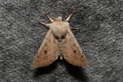 Orthosia gracilis (jarnice hladká)