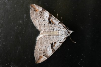 Aplocera praeformata (píďalka třezalková)