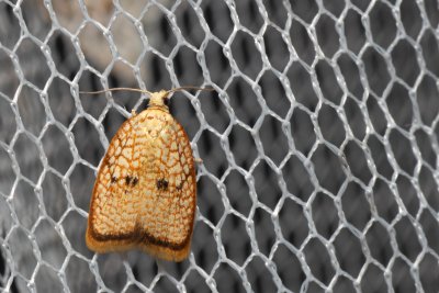 Acleris forsskaleana (-)