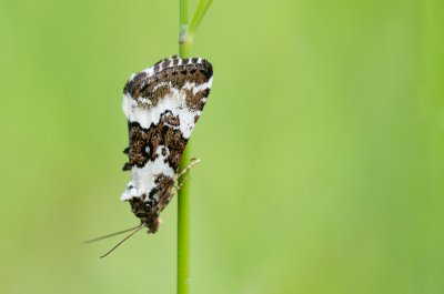 Deltote deceptoria (světlopáska ostřicová)
