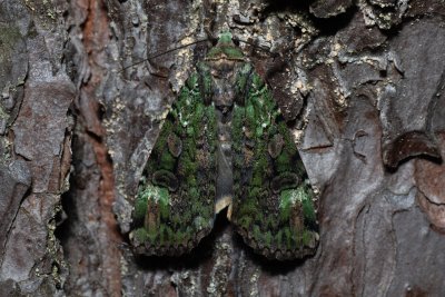 Anaplectoides prasina (osenice travní)