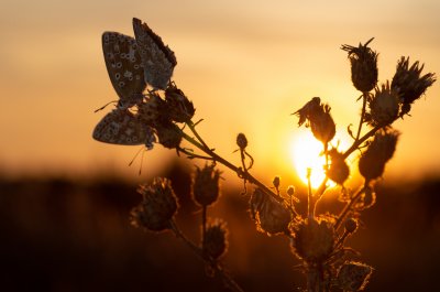 Polyommatus coridon (modrásek vikvicový), PP Černice