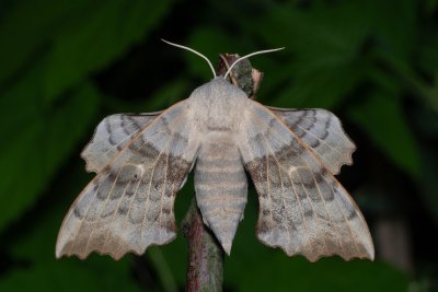 Laothoe populi (lišaj topolový)