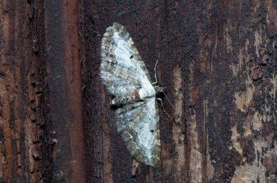 Eupithecia succenturiata (píďalička diviznová)