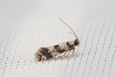 Eudarcia kasyi (-)