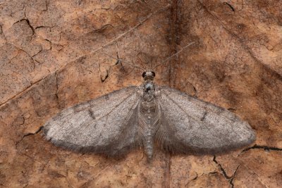 Eupithecia indigata (píďalička jedlová)
